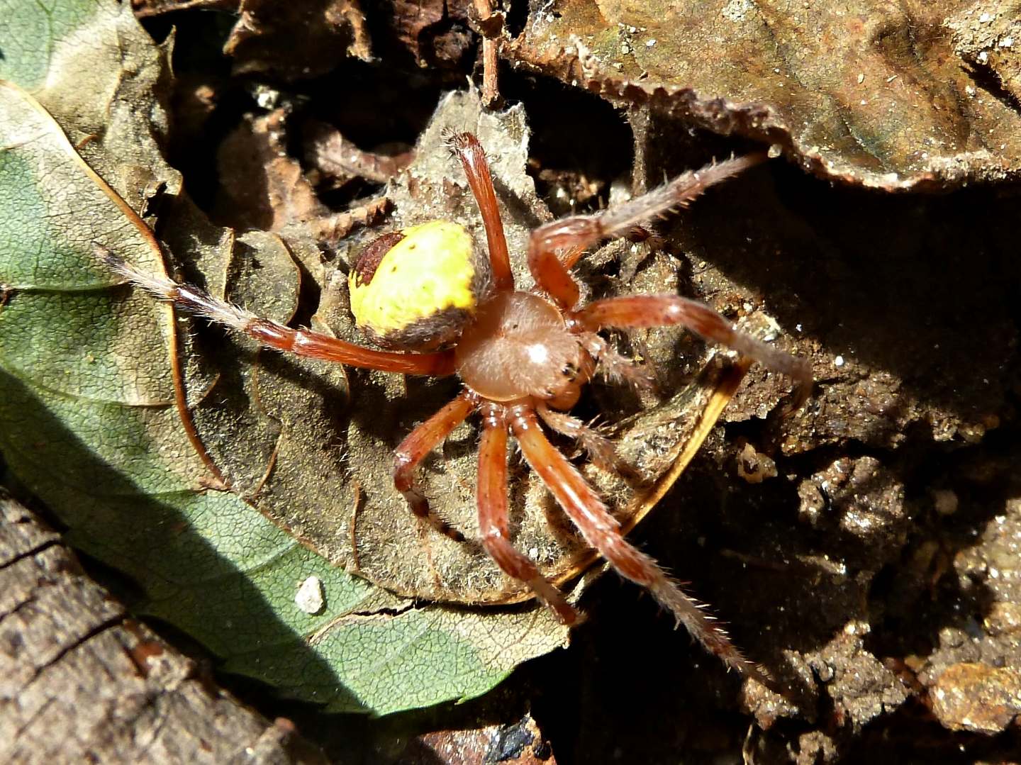 Araneus marmoreus var. pyramidatus - Monte Mottarone